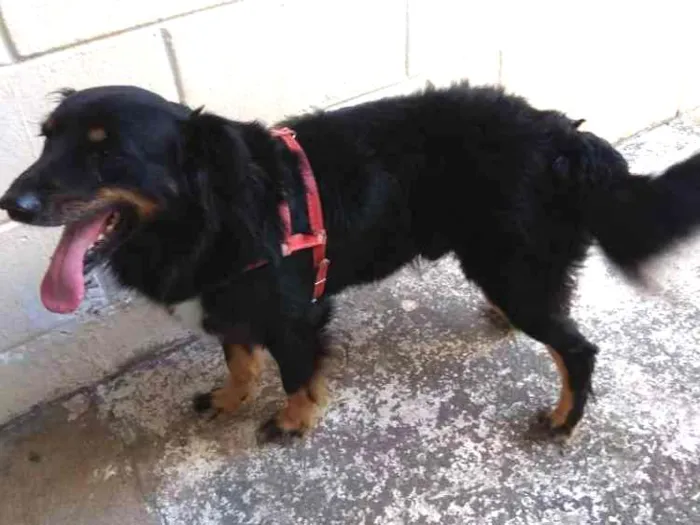 Cachorro ra a SRD idade 4 anos nome Bili