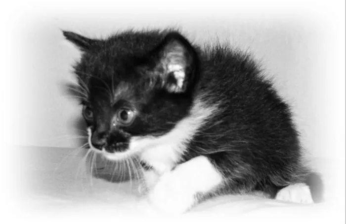 Gato raça Viralata idade 2 a 6 meses nome Não tem