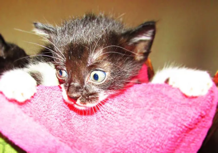 Gato raça Viralata idade 2 a 6 meses nome Não tem