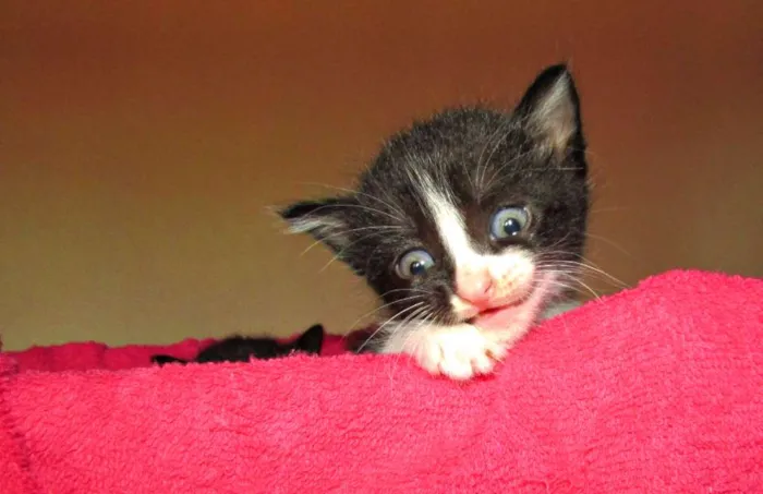 Gato raça Viralata idade 2 a 6 meses nome Não tem