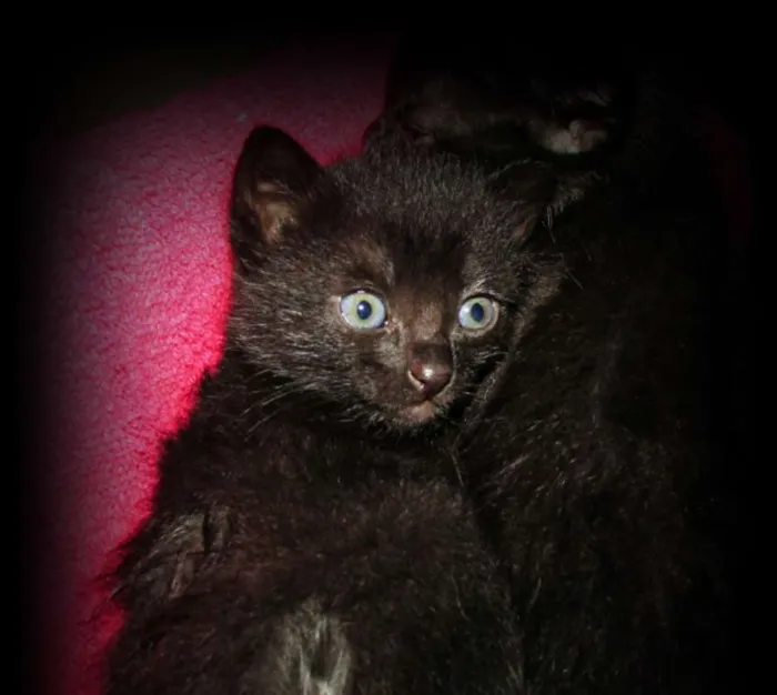 Gato raça Viralata idade 2 a 6 meses nome Não tem