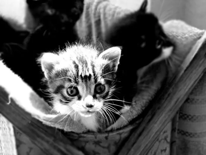 Gato raça Viralata idade 2 a 6 meses nome Não tem