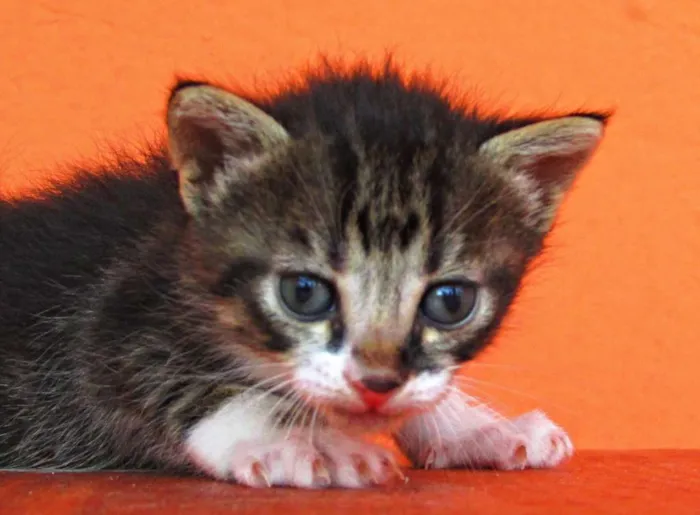 Gato raça Viralata idade 2 a 6 meses nome Não tem