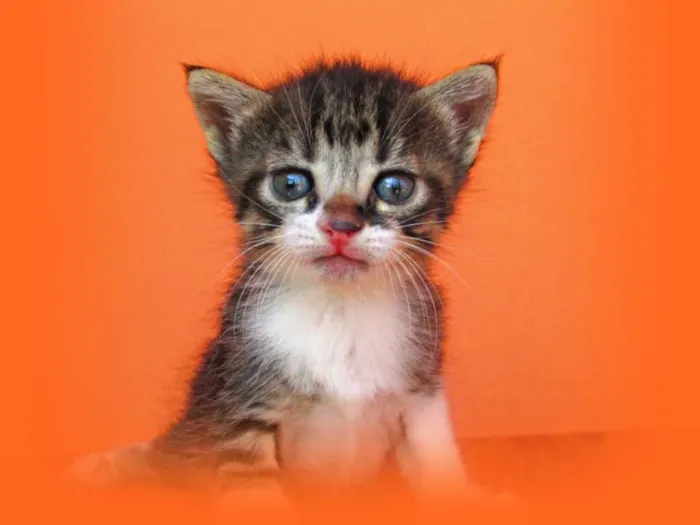 Gato raça Viralata idade 2 a 6 meses nome Não tem