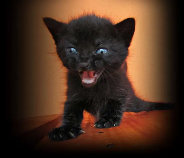 Gato raça Viralata idade 2 a 6 meses nome Não tem