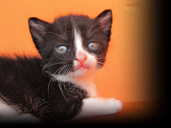 Gato raça Viralata idade 2 a 6 meses nome Não tem