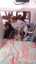 Snoop
