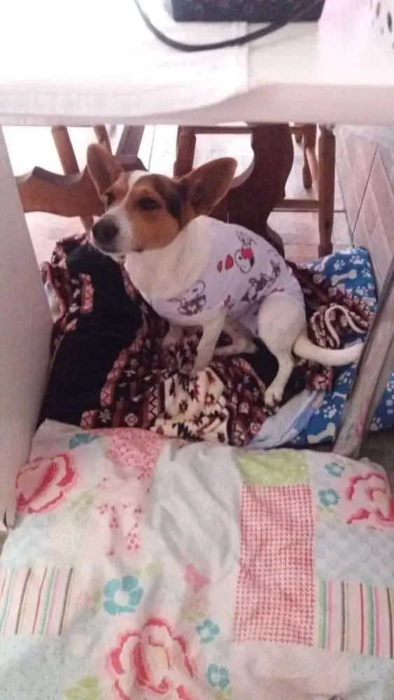 Cachorro ra a Fox paulistinha idade 2 anos nome Snoop