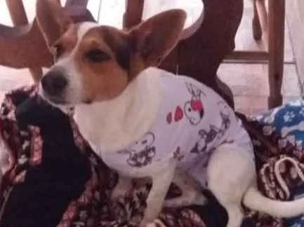 Cachorro ra a Fox paulistinha idade 2 anos nome Snoop