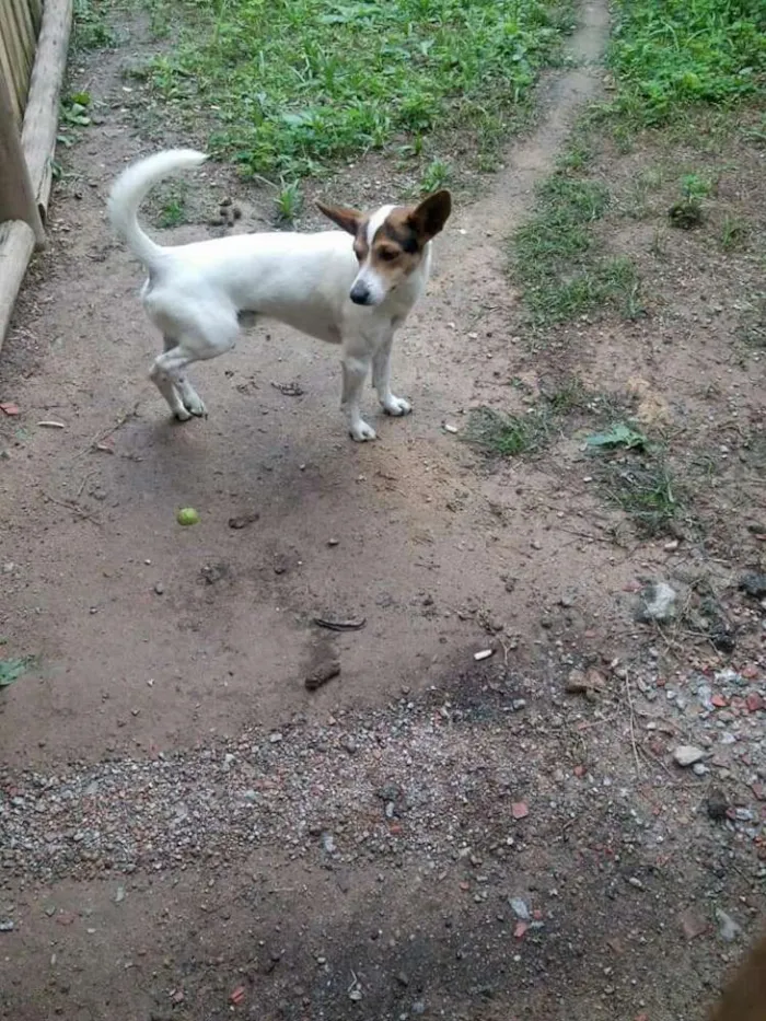 Cachorro ra a Fox paulistinha idade 2 anos nome Snoop