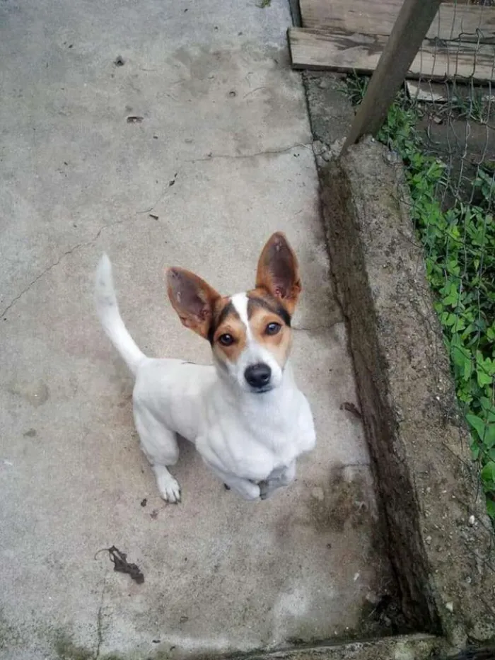 Cachorro ra a Fox paulistinha idade 2 anos nome Snoop