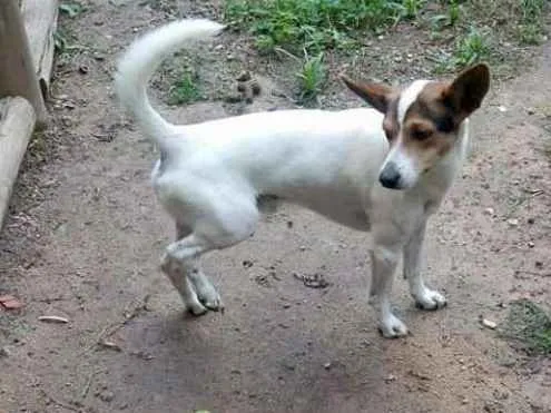 Cachorro ra a Fox paulistinha idade 2 anos nome Snoop