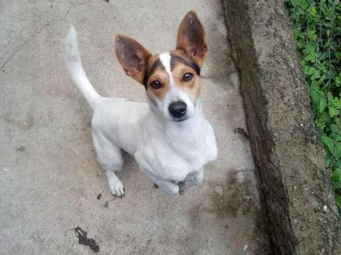 Cachorro ra a Fox paulistinha idade 2 anos nome Snoop