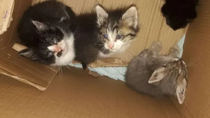 Gato ra a Srd idade 2 a 6 meses nome Não possuem nome