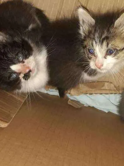 Gato ra a Srd idade 2 a 6 meses nome Não possuem nome