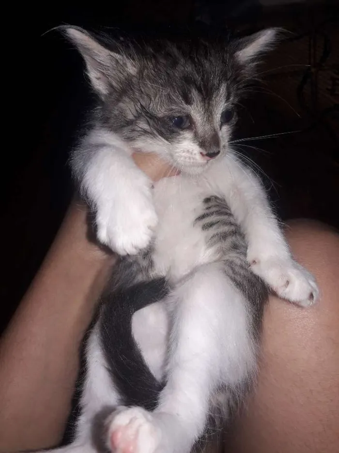 Gato ra a Srd idade 2 a 6 meses nome Não possuem nome