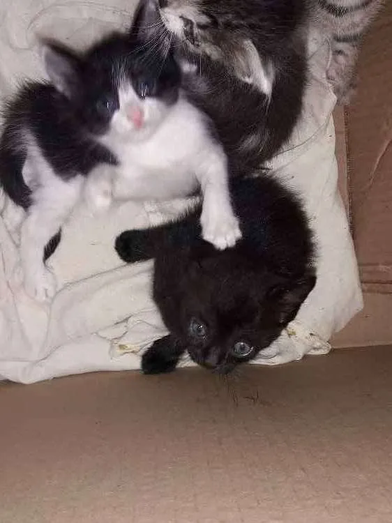 Gato ra a Srd idade 2 a 6 meses nome Não possuem nome