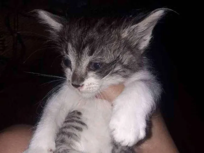 Gato ra a Srd idade 2 a 6 meses nome Não possuem nome