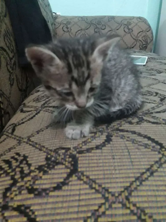 Gato ra a Srd idade 2 a 6 meses nome Não possuem nome