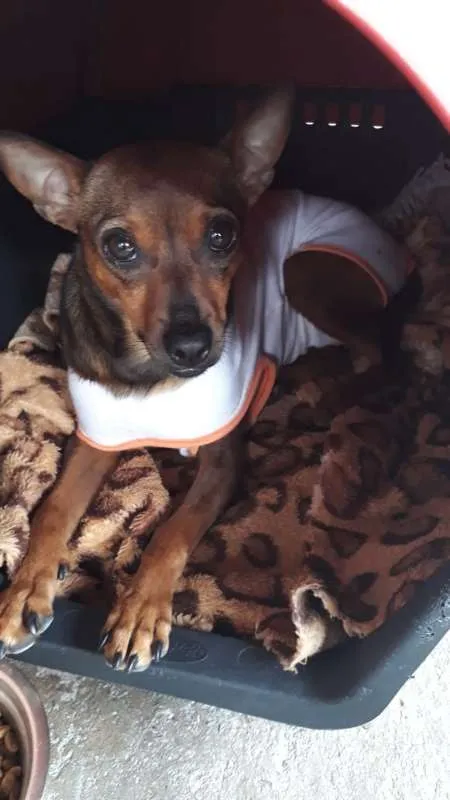 Cachorro ra a SRD idade 2 anos nome MEL