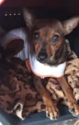 MEL