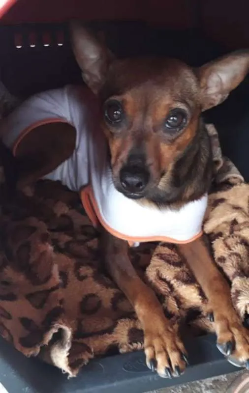 Cachorro ra a SRD idade 2 anos nome MEL