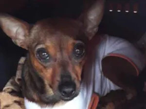 Cachorro raça SRD idade 2 anos nome MEL