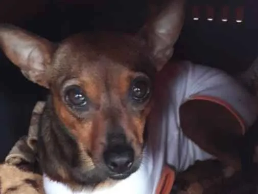 Cachorro ra a SRD idade 2 anos nome MEL