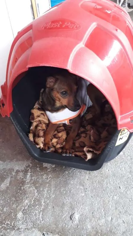 Cachorro ra a SRD idade 2 anos nome MEL