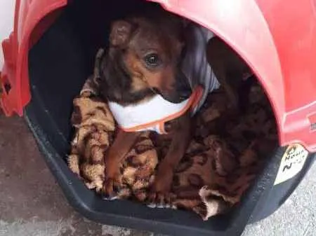 Cachorro ra a SRD idade 2 anos nome MEL