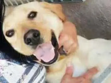 Cachorro ra a Labrador  idade 2 anos nome Labrador 