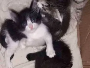 Gato raça Srd idade 2 a 6 meses nome Não possuem nome