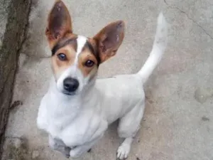 Cachorro raça Fox paulistinha idade 2 anos nome Snoop