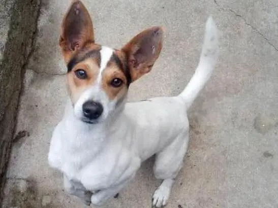 Cachorro ra a Fox paulistinha idade 2 anos nome Snoop