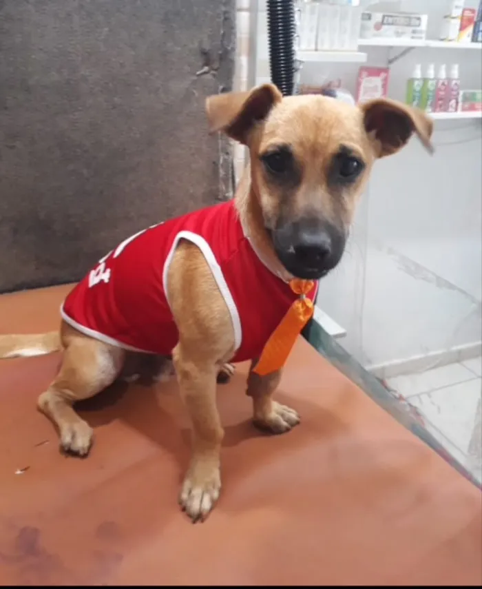 Cachorro ra a SRD idade 2 anos nome Thor