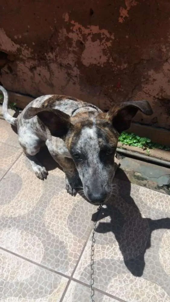 Cachorro ra a SRD  idade 1 ano nome Bob 