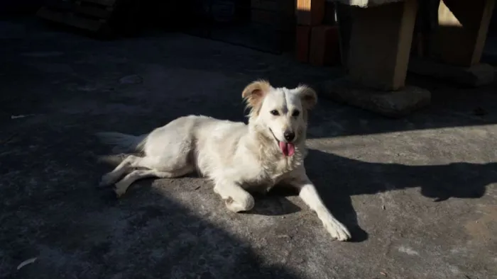 Cachorro raça Desconheço  idade 2 anos nome Branca