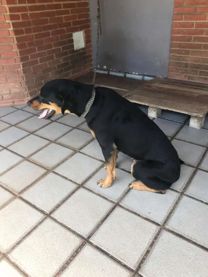 Cachorro ra a Rotwailler místico idade 2 anos nome Nego