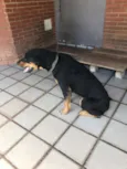 Nego