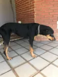 Nego