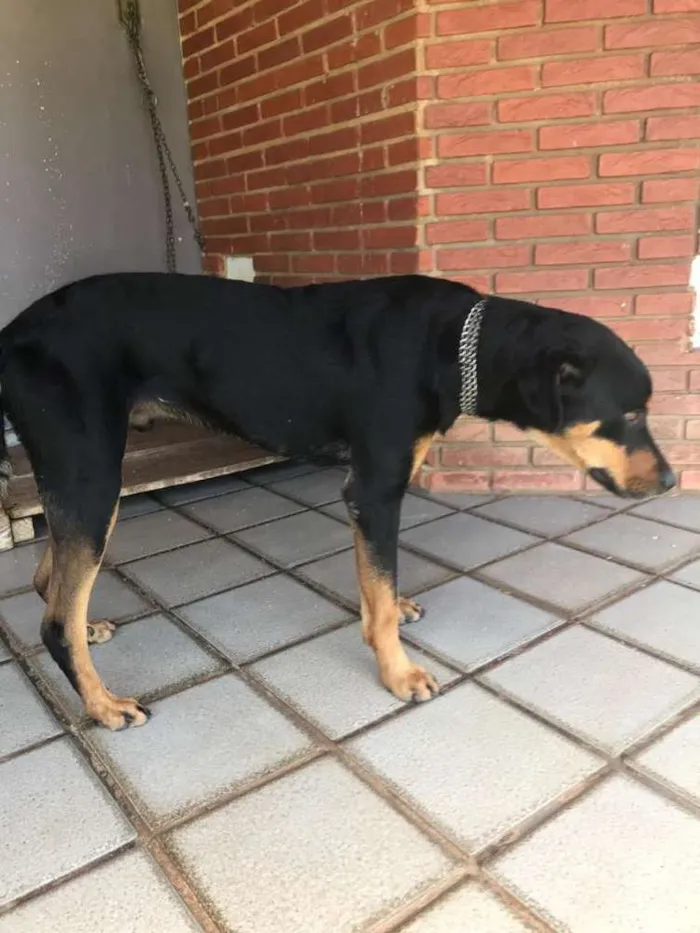 Cachorro ra a Rotwailler místico idade 2 anos nome Nego