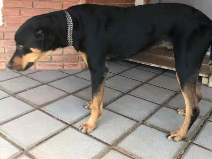 Cachorro ra a Rotwailler místico idade 2 anos nome Nego