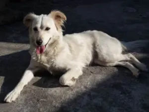 Cachorro raça Desconheço  idade 2 anos nome Branca