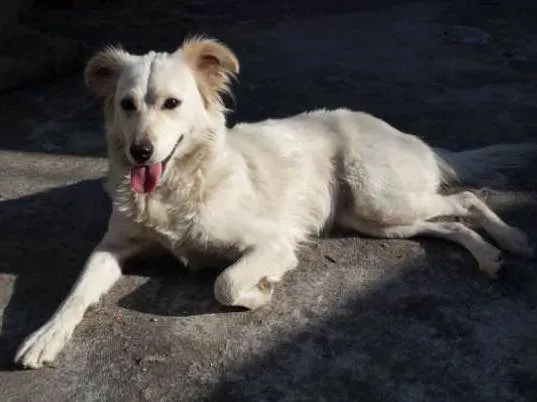 Cachorro raça Desconheço  idade 2 anos nome Branca
