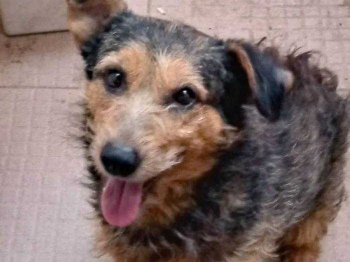 Cachorro raça Sem raça idade 3 anos nome Gordo