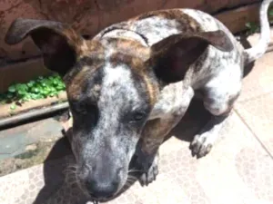 Cachorro raça SRD  idade 1 ano nome Bob 
