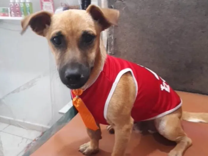 Cachorro ra a SRD idade 2 anos nome Thor