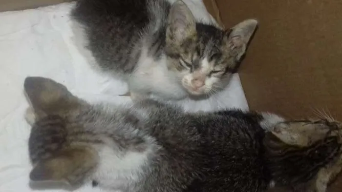 Gato ra a sem raça definida idade Abaixo de 2 meses nome sem nome