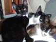 Nina, Pêto, Bruce e Junior
