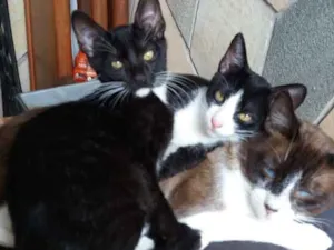 Gato raça Srd idade 2 a 6 meses nome Nina, Pêto, Bruce e Junior